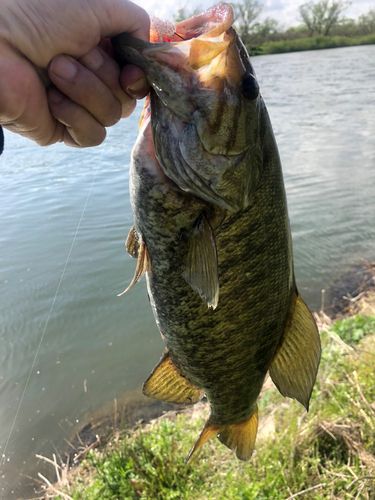 スモールマウスバスの釣果