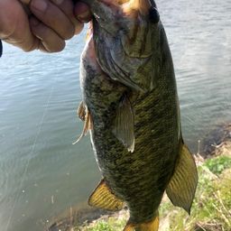 スモールマウスバス