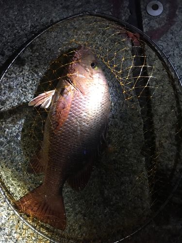 ゴマフエダイの釣果