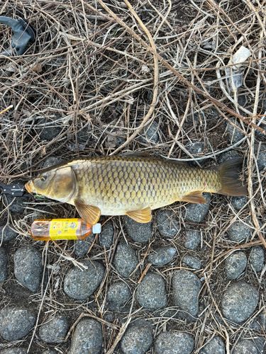 コイの釣果