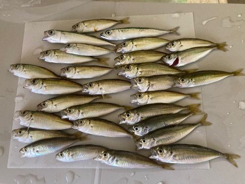 アジの釣果