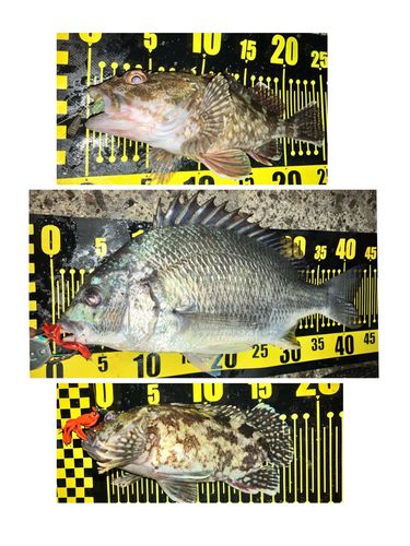 キビレの釣果