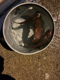 ドンコの釣果