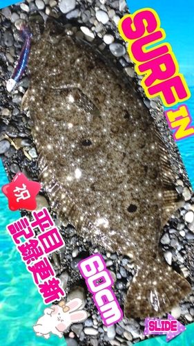 ヒラメ