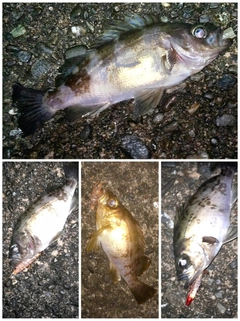 メバルの釣果
