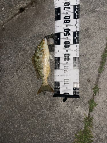 ハマフエフキの釣果