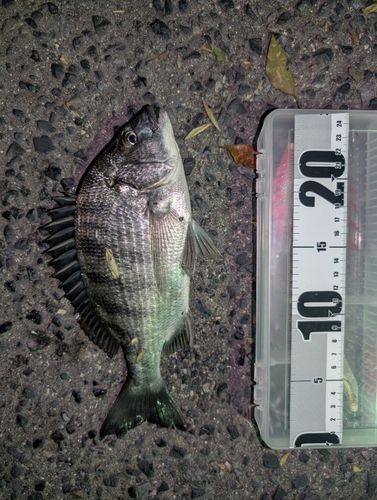 チヌの釣果