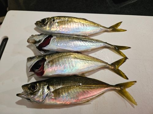 アジの釣果