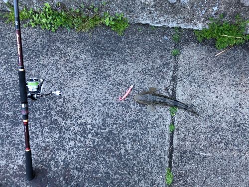 マゴチの釣果
