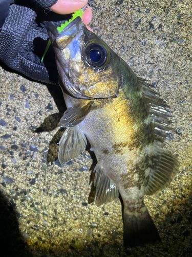 クロメバルの釣果