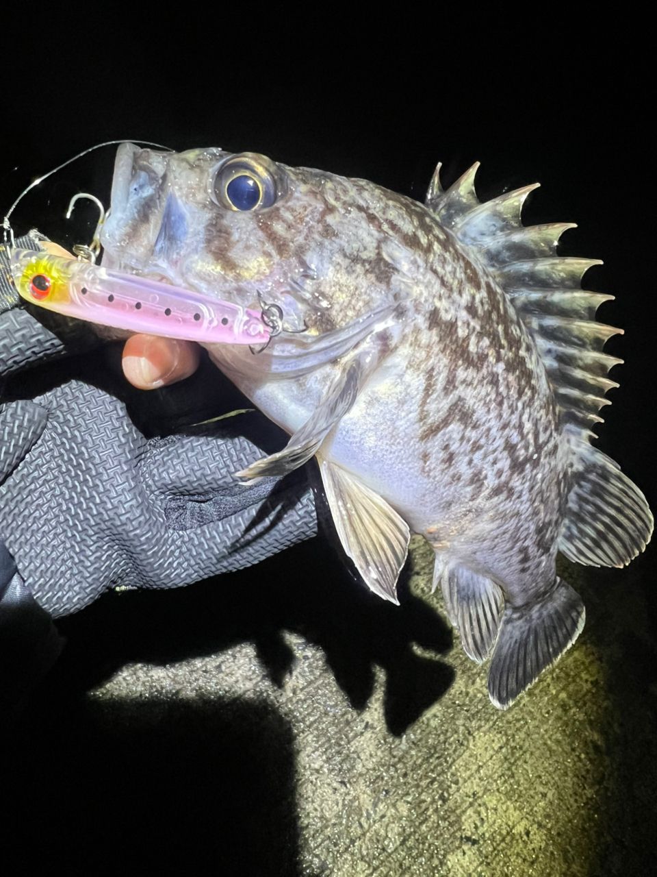 クロメバル