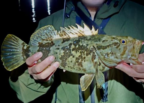 タケノコメバルの釣果