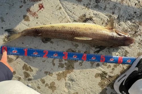 エソの釣果