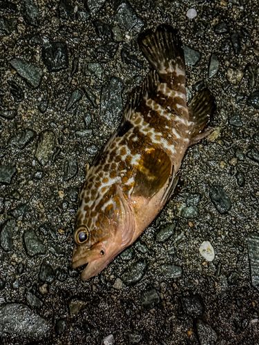 キジハタの釣果