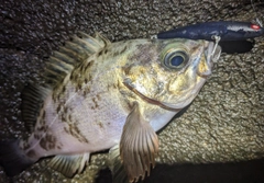 クロメバルの釣果