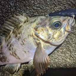 クロメバル