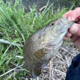 スモールマウスバス