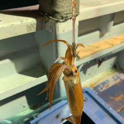ムギイカ