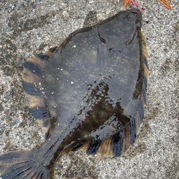 ヌマガレイ