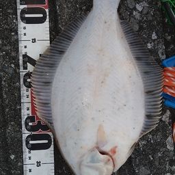 クロガシラガレイ