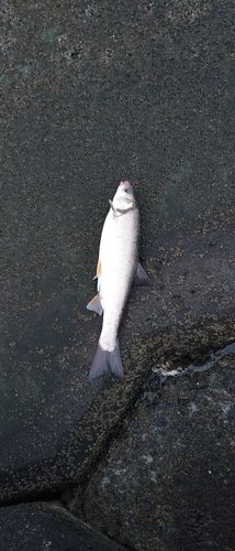 ウグイの釣果
