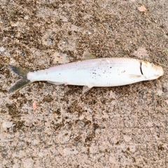 ニシンの釣果