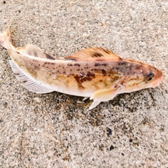 ホッケの釣果