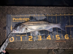 シーバスの釣果
