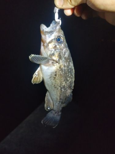 釣果