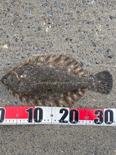 クロガシラガレイの釣果