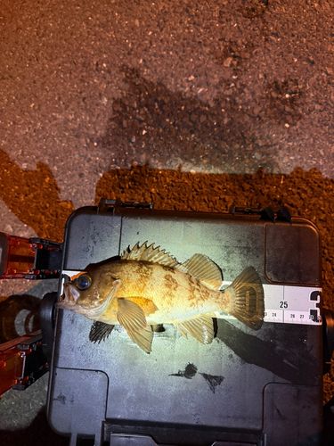 メバルの釣果