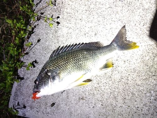 キビレの釣果