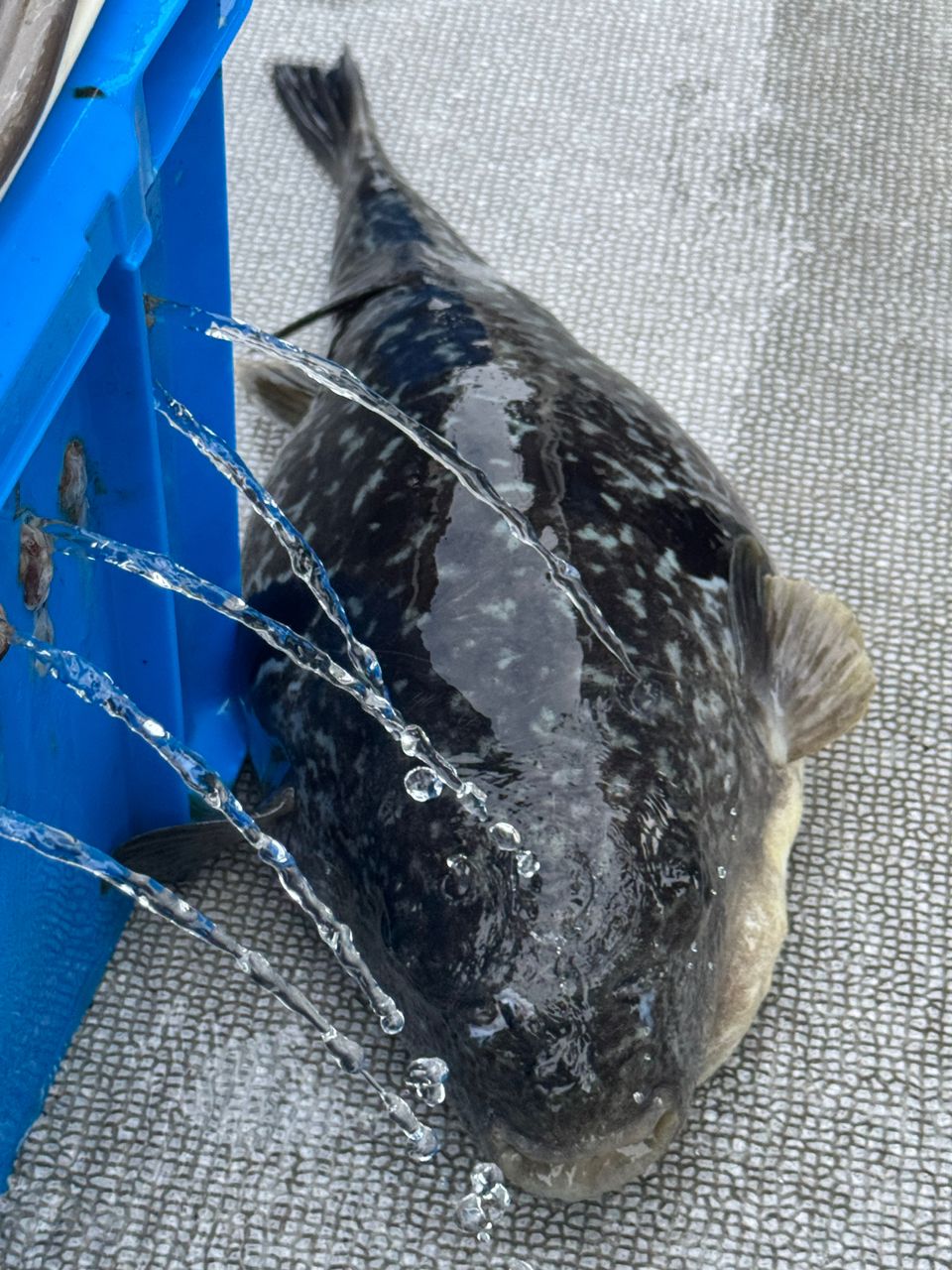 わんこわんさんの釣果 2枚目の画像