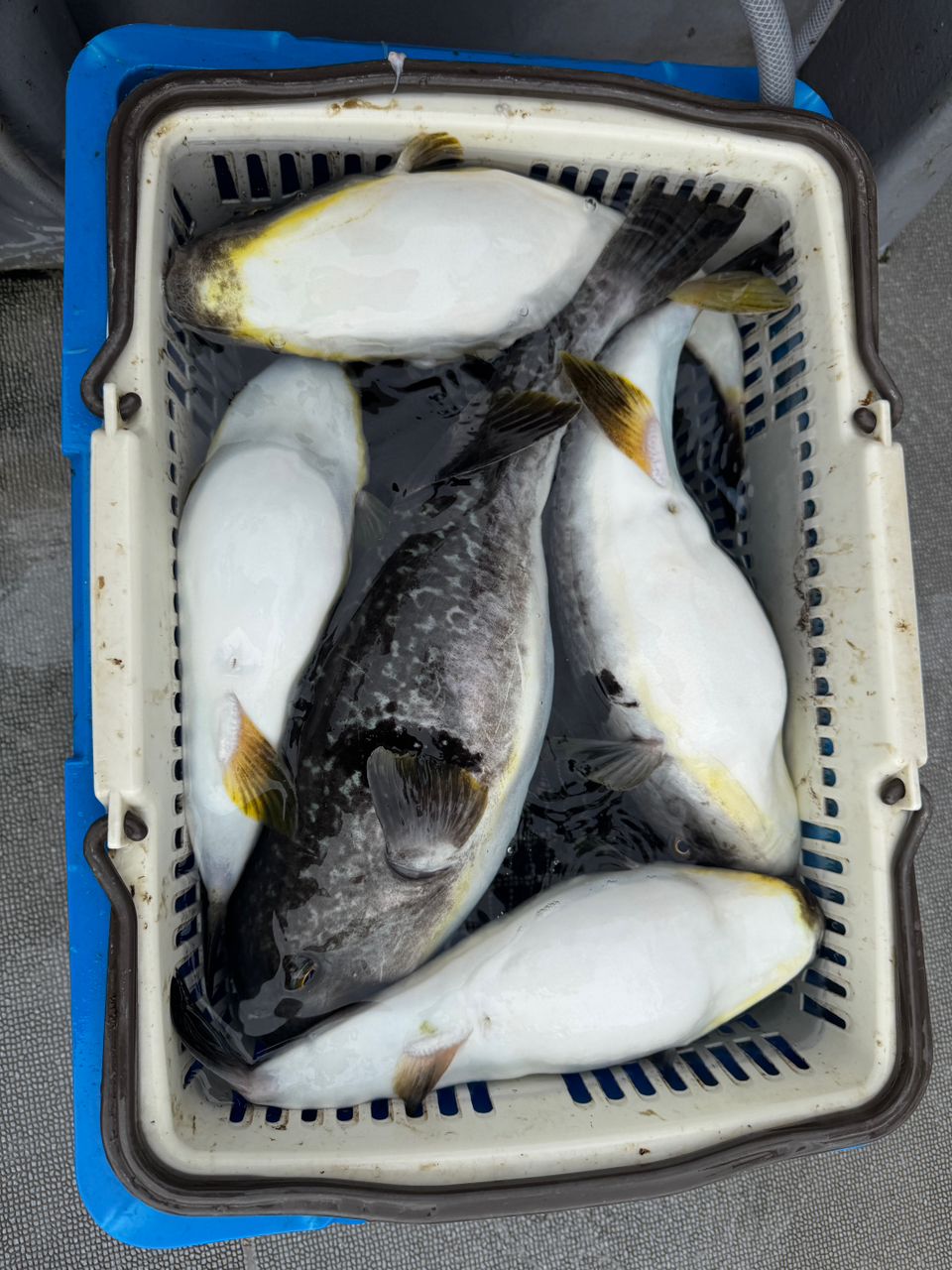 わんこわんさんの釣果 3枚目の画像