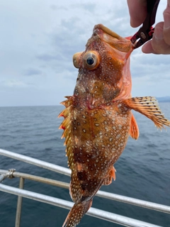 キジハタの釣果