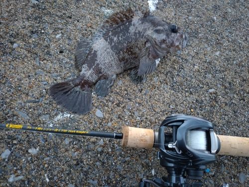 ムラソイの釣果