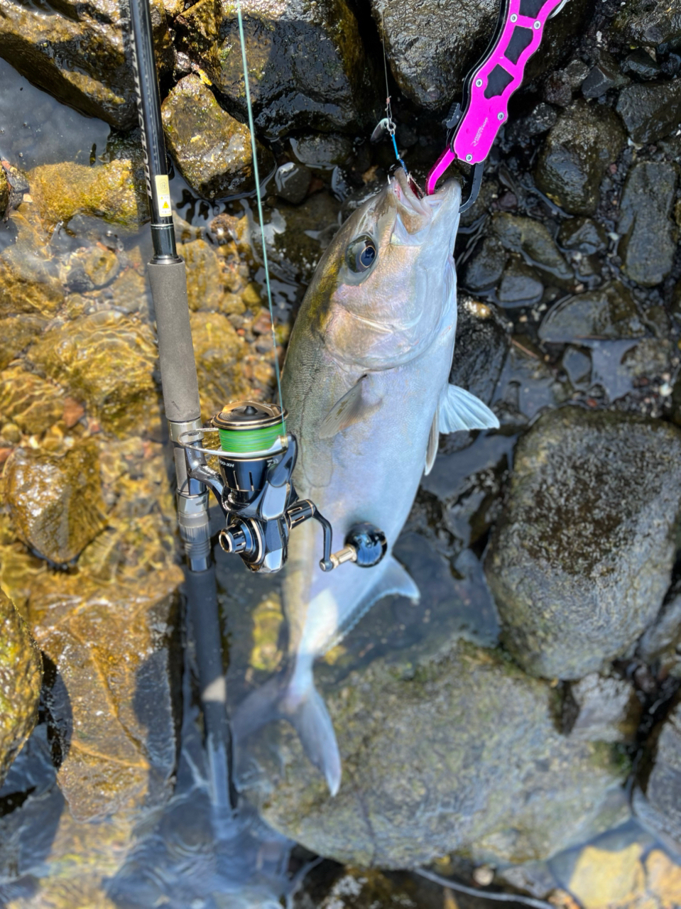 DAIWA 23ソルティガ 4000-XHの最安値・インプレ・釣果 | 本音の DAIWA 23ソルティガ 4000-XHの最安値・インプレ・釣果 | 本音の