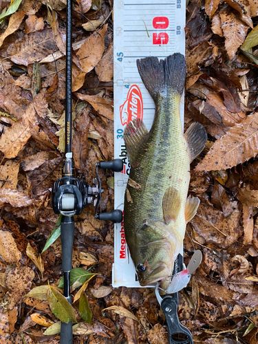 ラージマウスバスの釣果