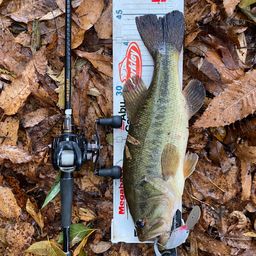 ラージマウスバス