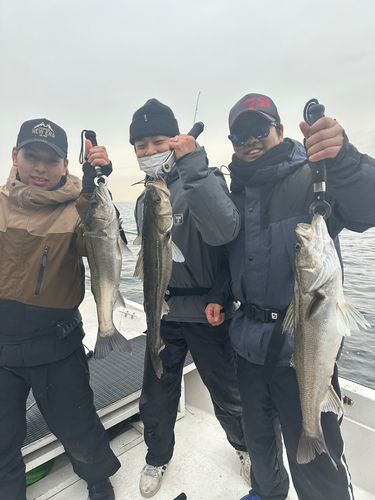 シーバスの釣果