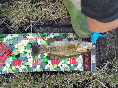 スモールマウスバスの釣果