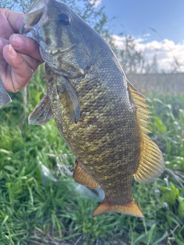 スモールマウスバスの釣果