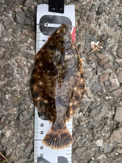 カレイの釣果