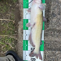 アメリカナマズ