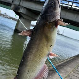 アメリカナマズ