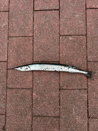 サヨリの釣果