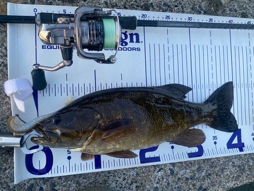 スモールマウスバスの釣果
