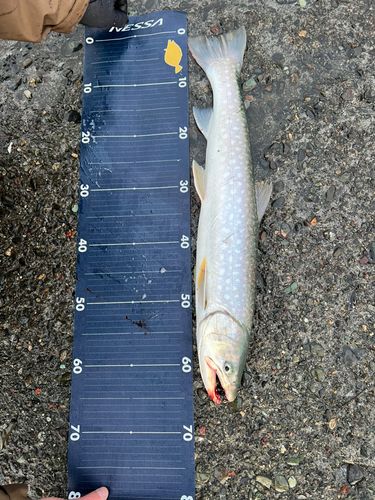 アメマスの釣果