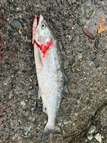 サクラマスの釣果