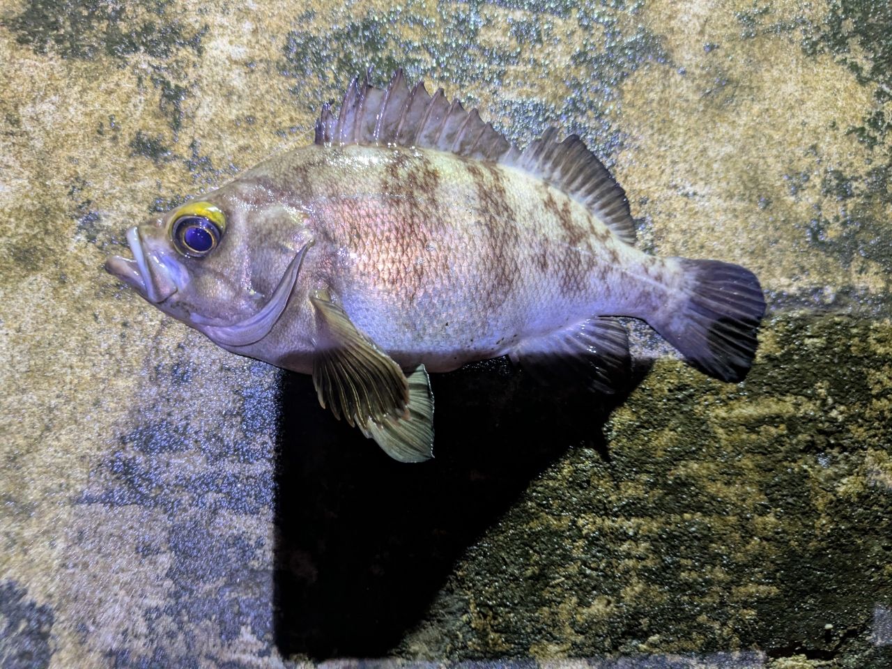 EverGreen ソルティセンセーション PSSS-67Sの最安値・インプレ・釣果